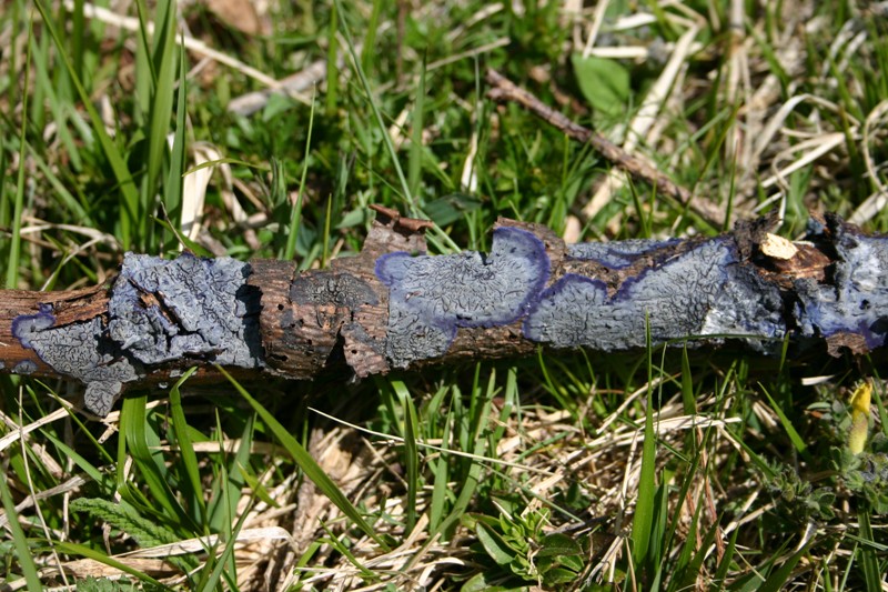 Pulcherricium caeruleum (Terana caerulea)